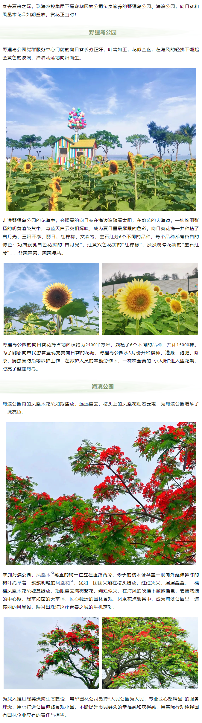 鳳凰花開 向陽而生  走！到市屬公園賞花去.png